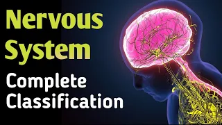 Neuron physiology in Hindi | Structure | Sensory and motor nerve | Neuron parts