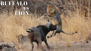 Mother Buffalo Gives Birth To Baby But Killed By Lions - Lion vs Buffalo Battle