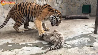 The tiger cub says MOM. Such a strict, but such a kind Mom 🥰 Taigan.