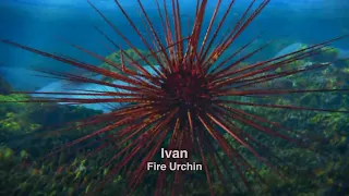 Surf's Up but only the Fire Urchin scene