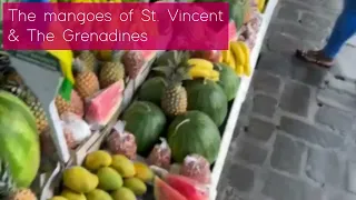 St. Vincent & The Grenadines: plenty islands! plenty mangoes!