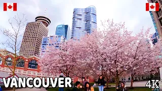 🇨🇦 【4K】🌸🌸🌸 Cherry Blossoms 2024 in  Downtown  Vancouver,  BC, Canada. March 2024.