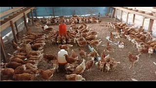 Crianza de gallinas de Postura, en Perú selva amazonica