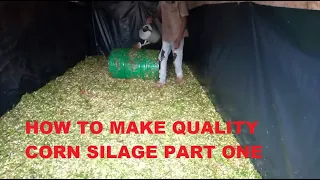 How to make quality corn silage Part One