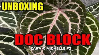 Unboxing Anthurium Doc Block Michelle x Zara F3