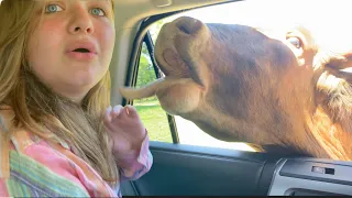 AUBREY GETS ATTACKED by ANIMALS!! DRIVE-THRU ANIMAL SAFARI GONE WRONG!