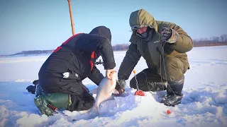 УЕХАЛ В СИБИРЬ НА РЫБАЛКУ и узнал СТРАШНУЮ ТАЙНУ. Рыбалка на крупного леща.  Комбайны на леща.