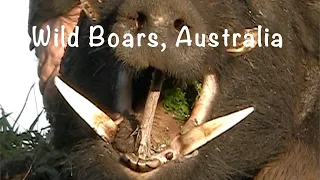 Wild Boars Australia, Pig Hunting Compilation 2.