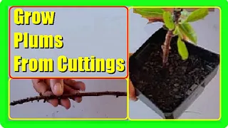 How To Grow Plum Tree From Cuttings: Propagating Plum Trees from Cuttings