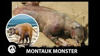 The Montauk Monster Explained