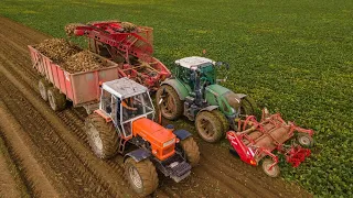 Arrachage des betteraves avec un Someca 1300DT + Fendt 720 + Grimme