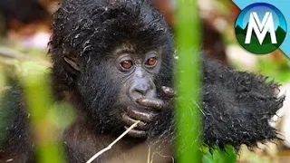 Saving Gorillas in Congo