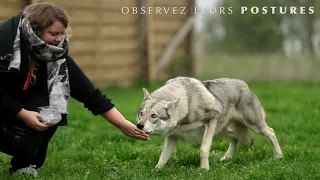 Le Monde d'Emi - À la découverte du chien loup de Saarloos