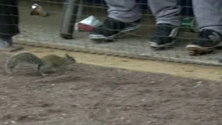 HOU@NYM: Squirrel runs on field, heads to dugout
