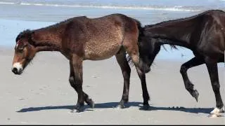 Cumberland Island Horses