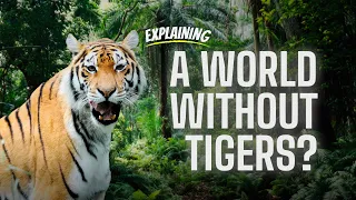 What happens if tigers go extinct? - ExplaiNing