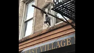 Hawk Catches Pigeon in New York || ViralHog