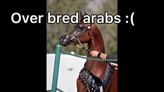 Overbred horses (part 1?)