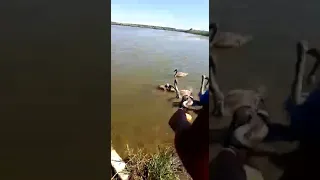 Лебеди в озере станица Новощербиновская 2