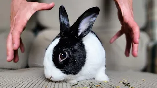 Rabbit HATES being picked up #30