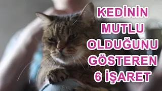 KEDİNİN MUTLU OLDUĞUNU GÖSTEREN 6 DAVRANIŞ