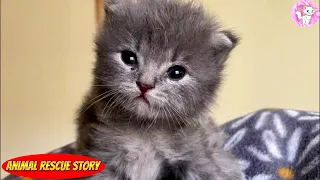 A kitten who was found during hot weather in a backyard, is now living it up as a spoiled kitten