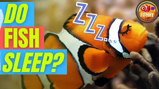 Do Fish Sleep? How do I know if my fish is sleeping? Do fish sleep at the bottom of the tank?