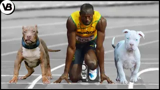 These Dogs Can Run Faster Than Usain Bolt