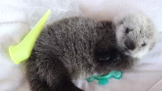 Newborn Sea Otter Rescued and Cared For After He Was Found Alone