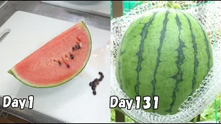 How to grow watermelon from store-bought watermelon