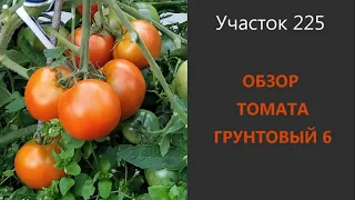 Томат Грунтовый 6. Ведро помидоров с куста!