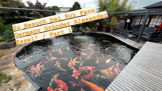 Zu Besuch bei Koi Fans Germany. Alexander Essel‘s 60000 Liter Jumbo Koi Teich! Jumbo Koi bis 104 cm!