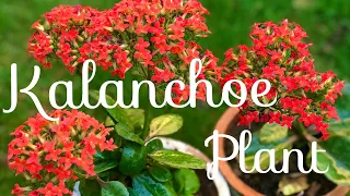 How to Care and Grow Kalanchoe plant | Propagation from Leaves | Guide | Urdu _ Hindi | English sub