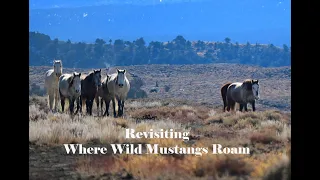 Revisiting Where Wild Mustangs Roam