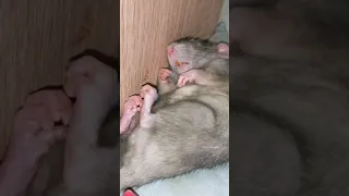 Cute sleeping rat #Shorts 💤 Cute Rodents