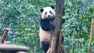 今天早上花花解锁了躺倒溜滑梯喔~无忧无虑的小花花治愈一切不开心🤗🤗