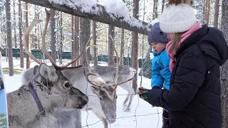 Santa's Pets in Santa Claus Village Rovaniemi Lapland: meet reindeer, alpacas & other animals