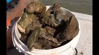 How to harvest oysters by hand