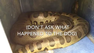 Anaconda Enters Pig Pen  Eats Pig-watch if you dont fear