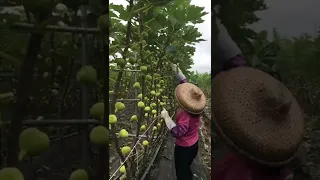 Fig Farming Techniques Cut Off The Leaves To Let In Of The Sun 🌞 #satisfying #short