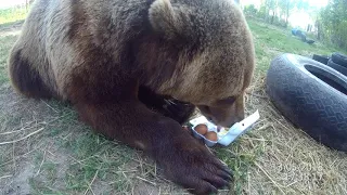 Медведь Мансур лакомится куриными яйцами