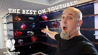 Building THE BEST Betta System On YouTube (Part 1)