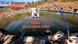 17 kg in 8 hours. Trout fishing in Korea. crazy bite. The trout dragged the spinning...