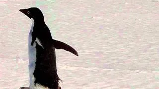 Curious Adelies, McMurdo Sound, Antarctica