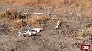 Giraffe bones after eaten by Lions