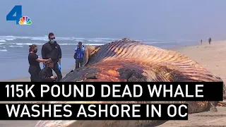 115K Pound Dead Whale Washes Ashore in Orange County Beach | NBCLA