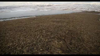 Behind-the-scenes of the walrus scene in Our Planet