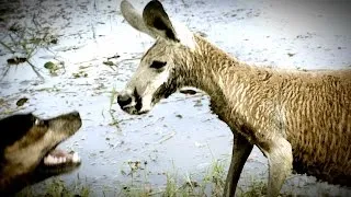 Kangaroo Tries to Drown Dog and Attacks The Owner