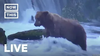 Brown Bears Fish for Salmon After Hibernation | NowThis