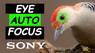 BIRD PHOTOGRAPHY FOCUSING AND THE SONY A1 EYE AUTOFOCUS (AF) – First Day! 4K